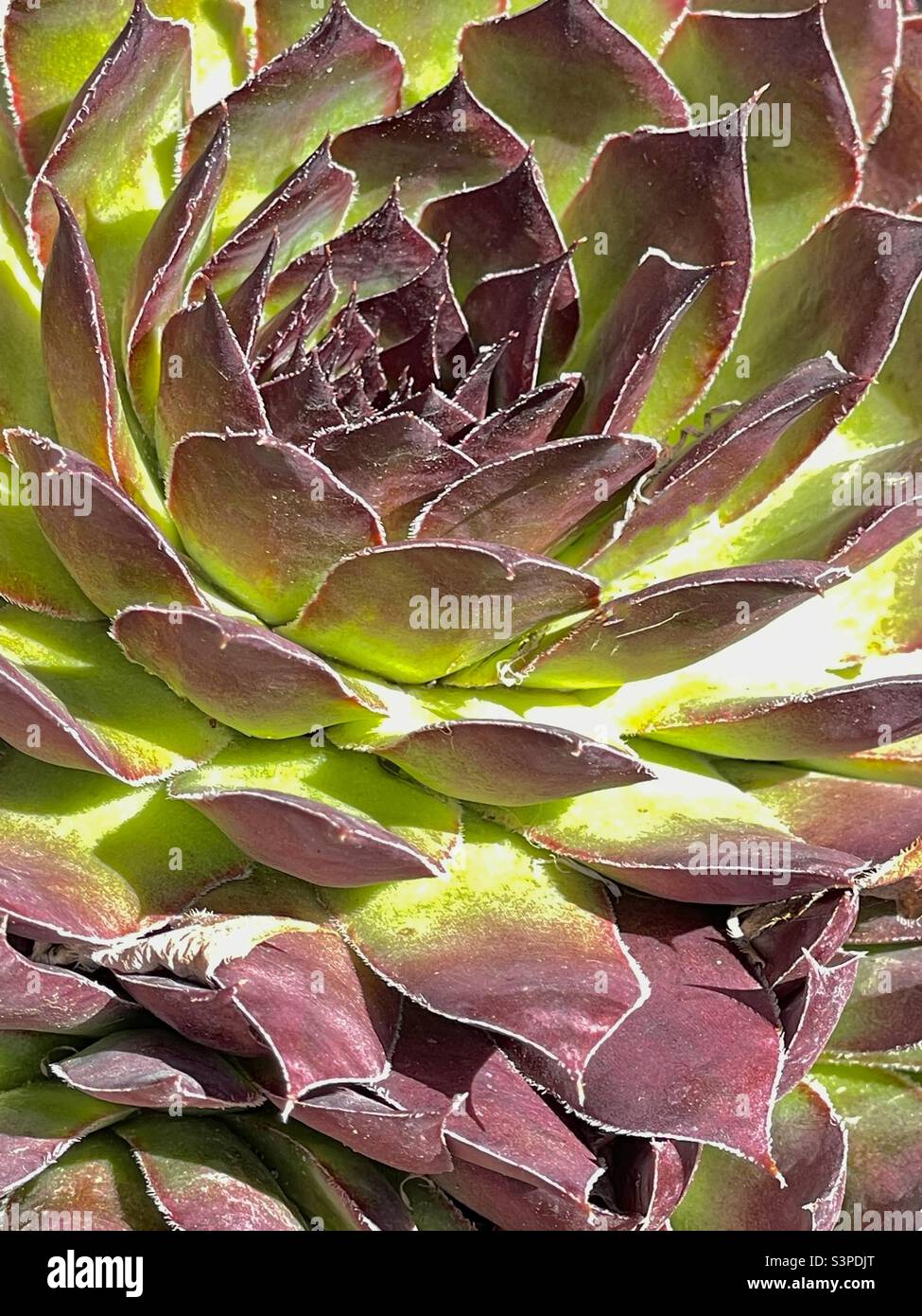 A close view of a lush succulent, or cactus plant, in a planter bed in Utah, USA. A great plant in Utah’s drier climate for water conservation. Stock Photo