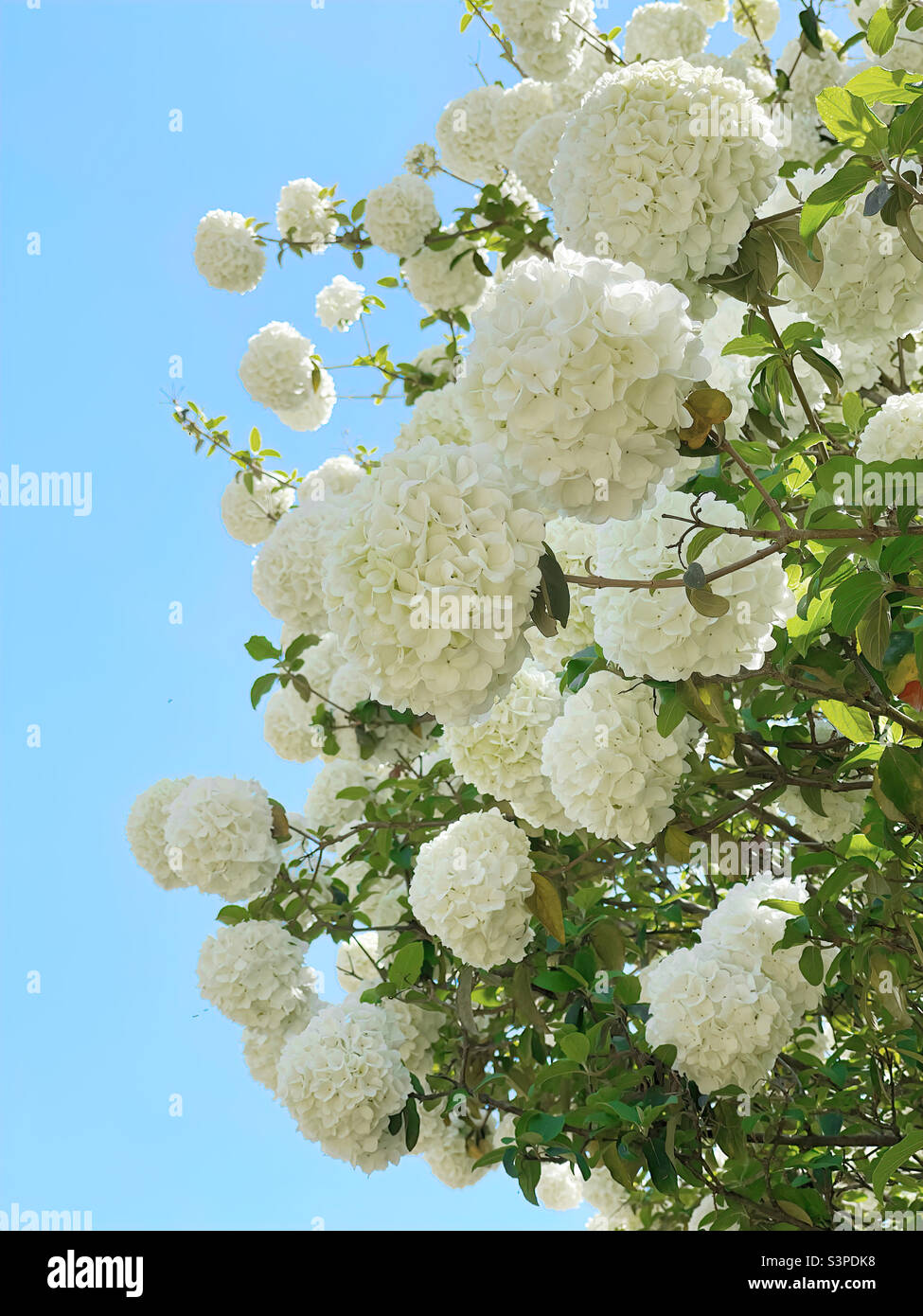 Snowball Bush Viburnum flowers Stock Photo Alamy