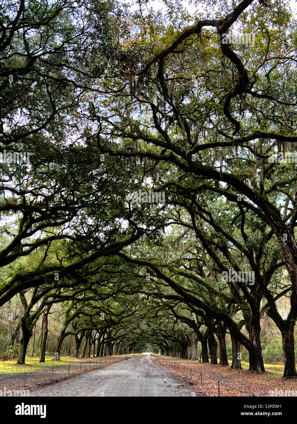 Tunnel of live oak trees in Stock Photo Alamy