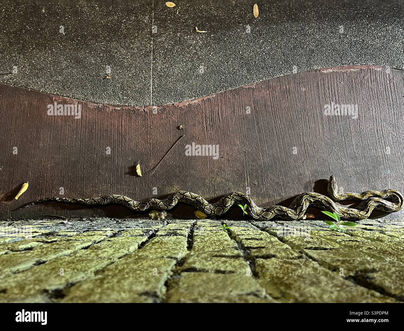 Python resting hi-res stock photography and images - Alamy