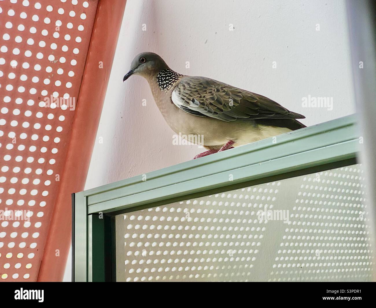 Pigeon on window Stock Photo Alamy