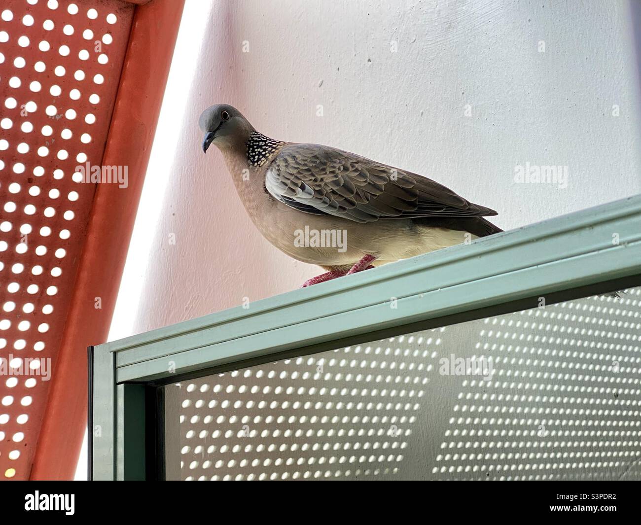 Intimidating pigeon on window Stock Photo