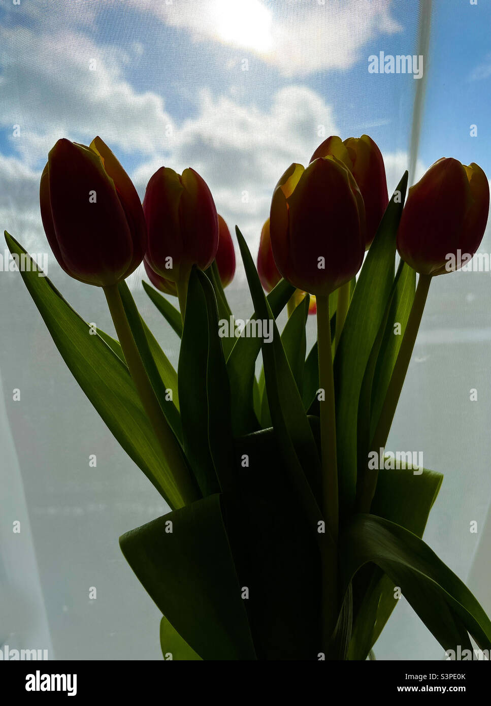 Tulips Stock Photo