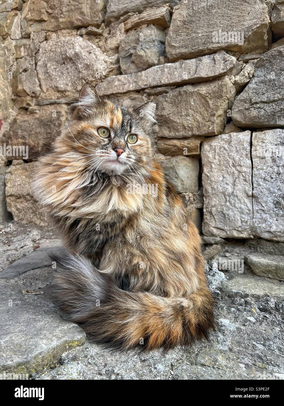 Cute cat - Smartphone Captured Stock Image