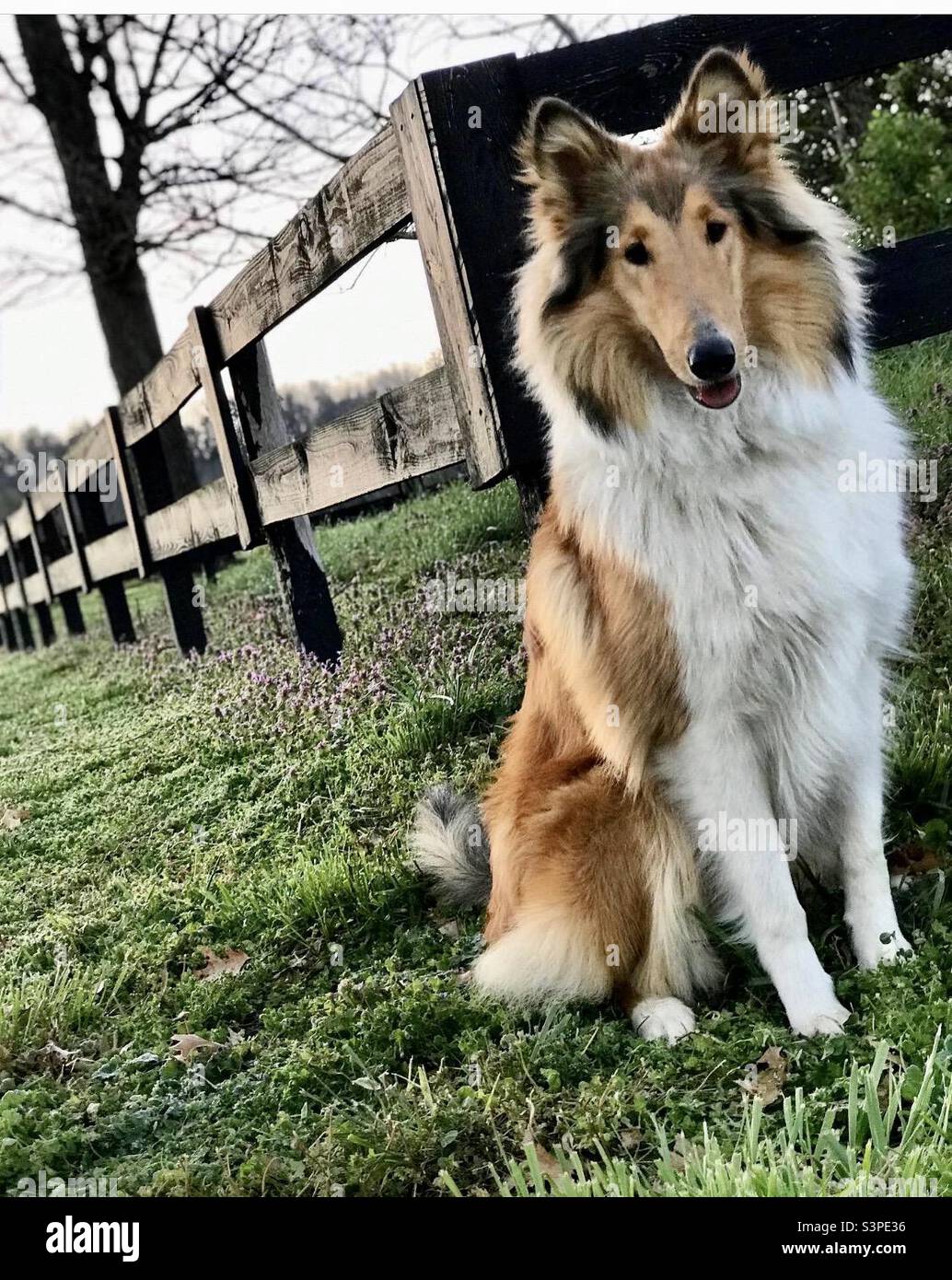 Rough Collie Dog Stock Photo