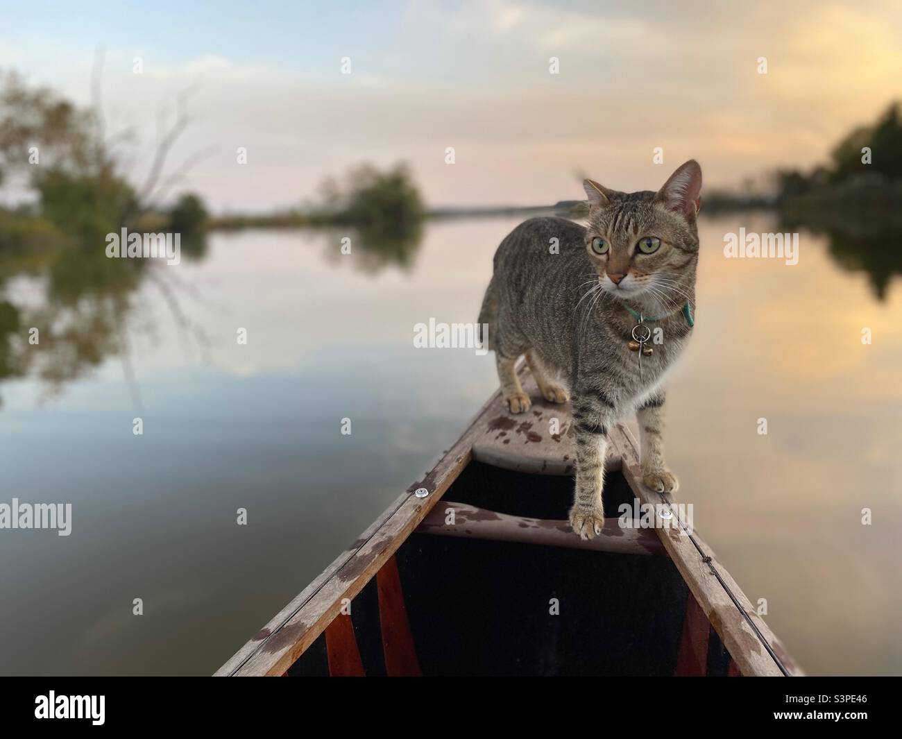 Cat on a canoe Stock Photo Alamy