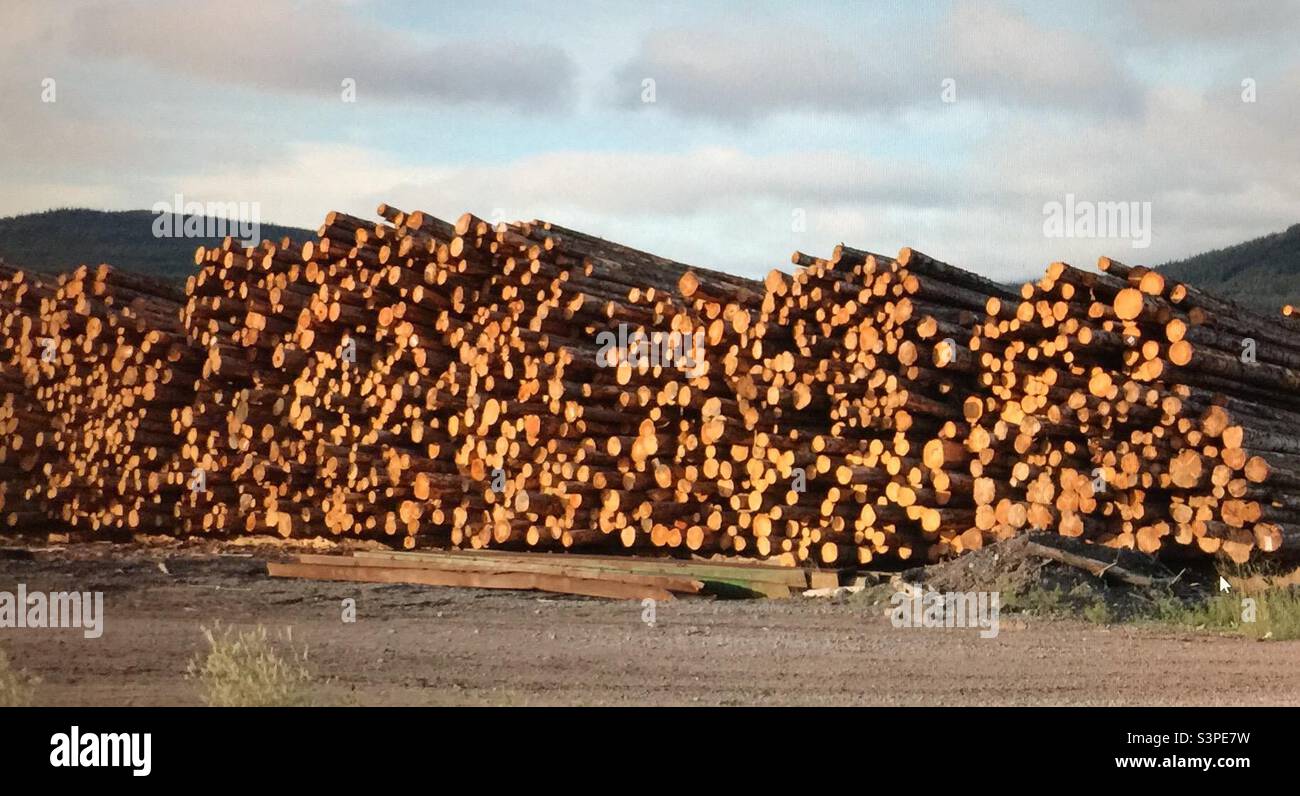 Lumber industry, British Columbia, Canada, lumber, logging, wood, industry, trucking, trucks, hauling, commercial - Smartphone Captured Stock Image