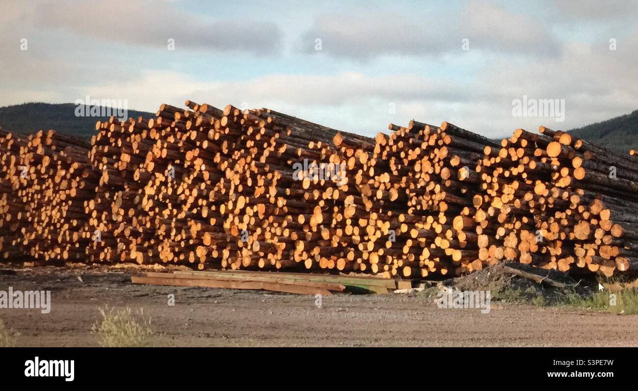 Lumber industry, British Columbia, Canada, lumber, logging, wood, industry, trucking, trucks, hauling, commercial Stock Photo
