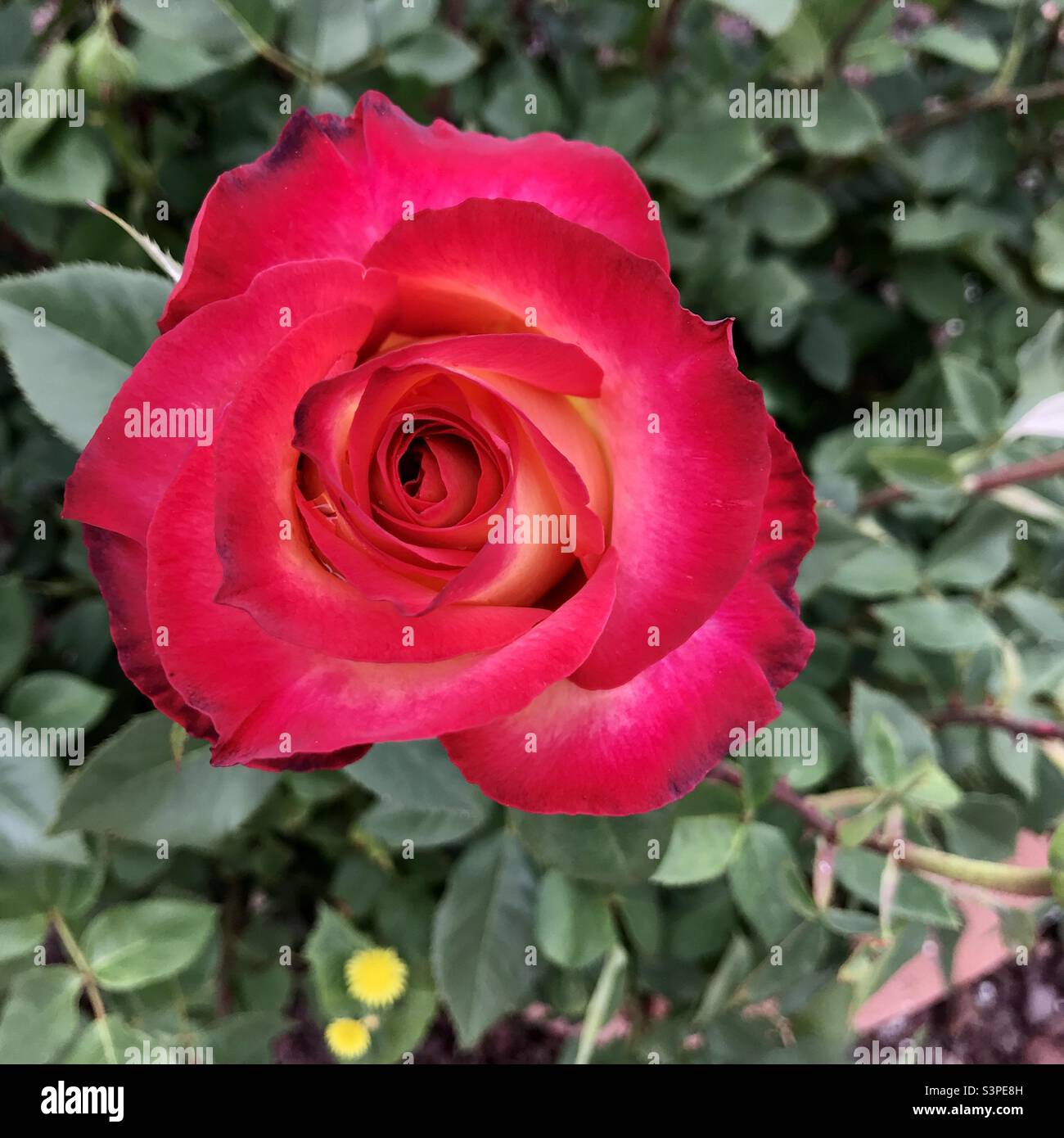 Spring rose in California Stock Photo Alamy