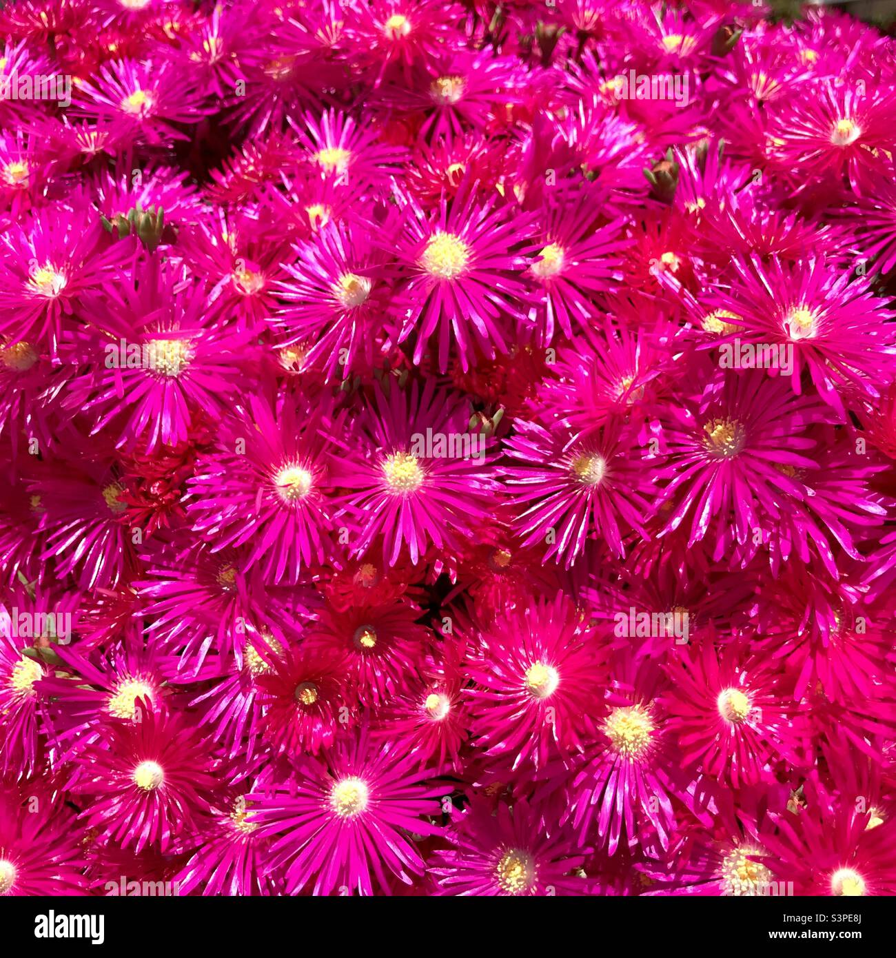 Vibrant fuschia flowers. Stock Photo