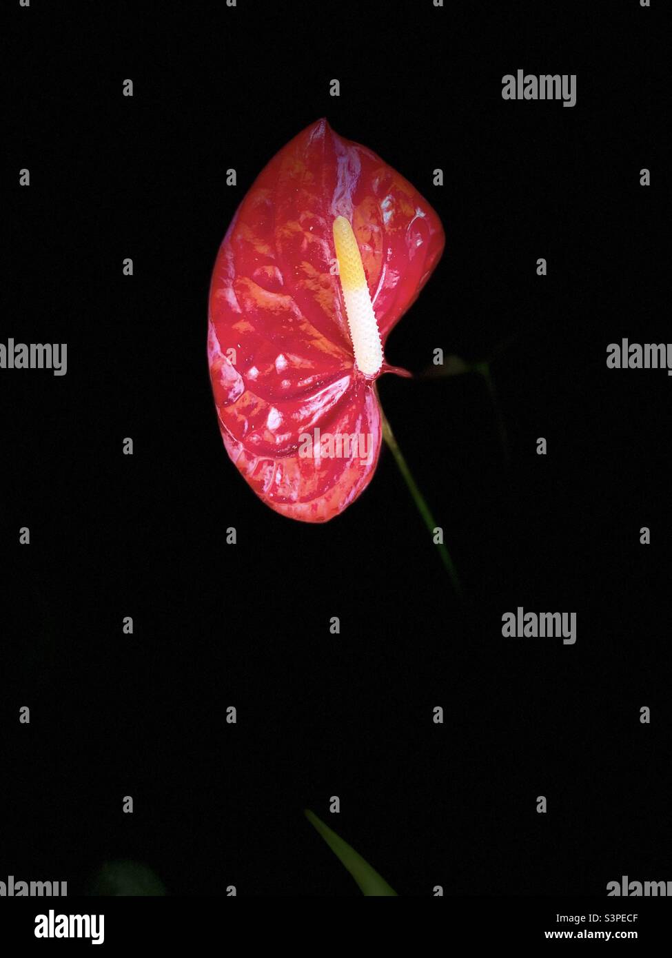red leaf portrait - Smartphone Captured Stock Image