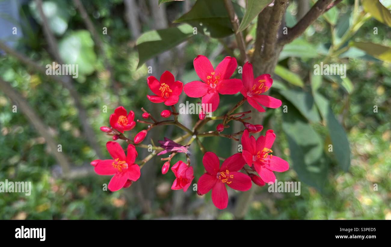 A cluster of vibrant red flowers, with delicate petals and a bright green backdrop, showcasing beauty and freshness of tropical nature in full bloom. - Smartphone Captured Stock Image