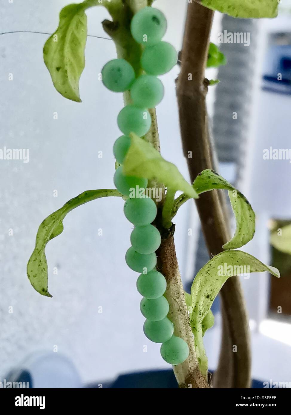 A closeup shot of green insect eggs. Stock Photo
