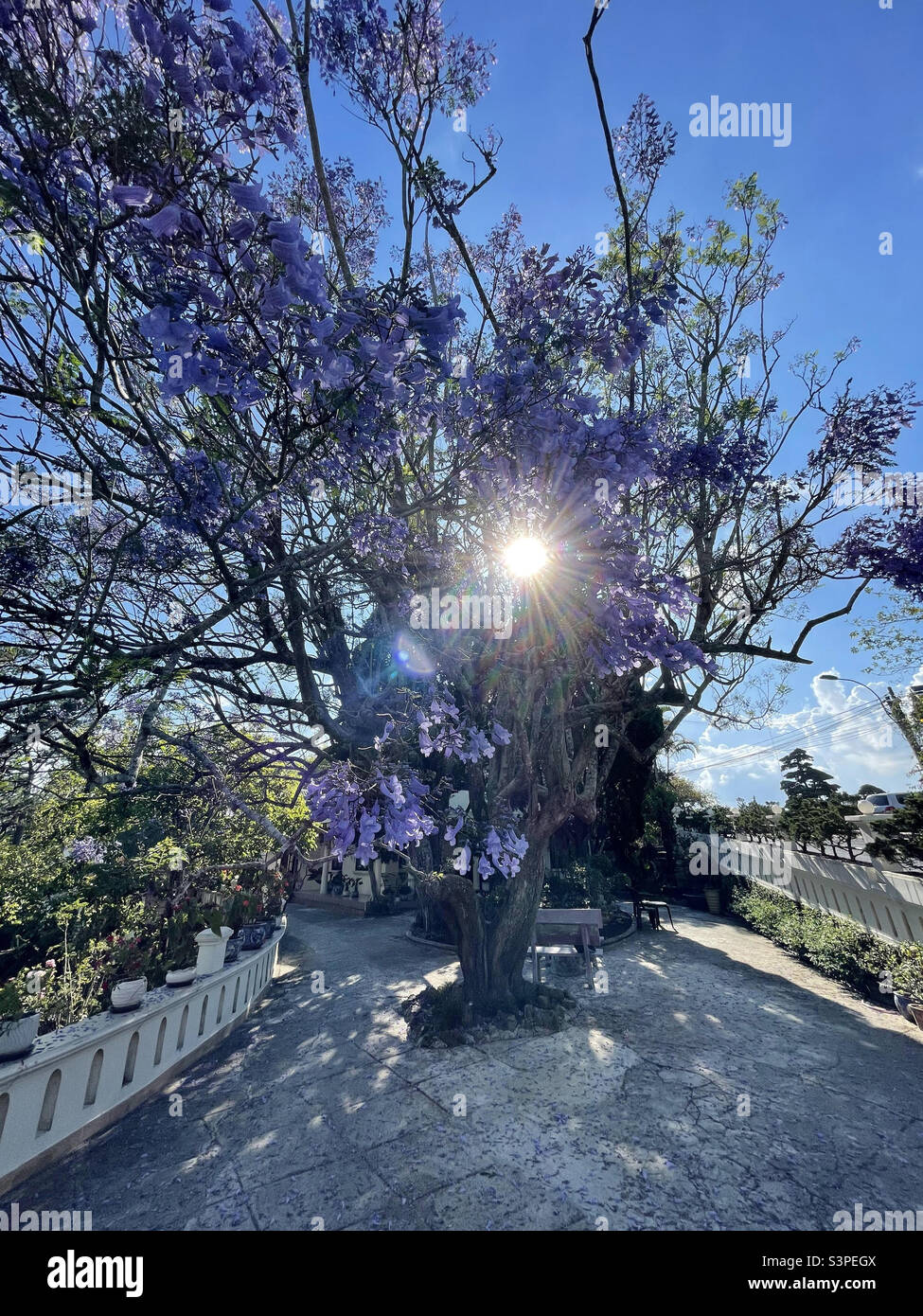 Da Lat purple phoenix flower season - Smartphone Captured Stock Image