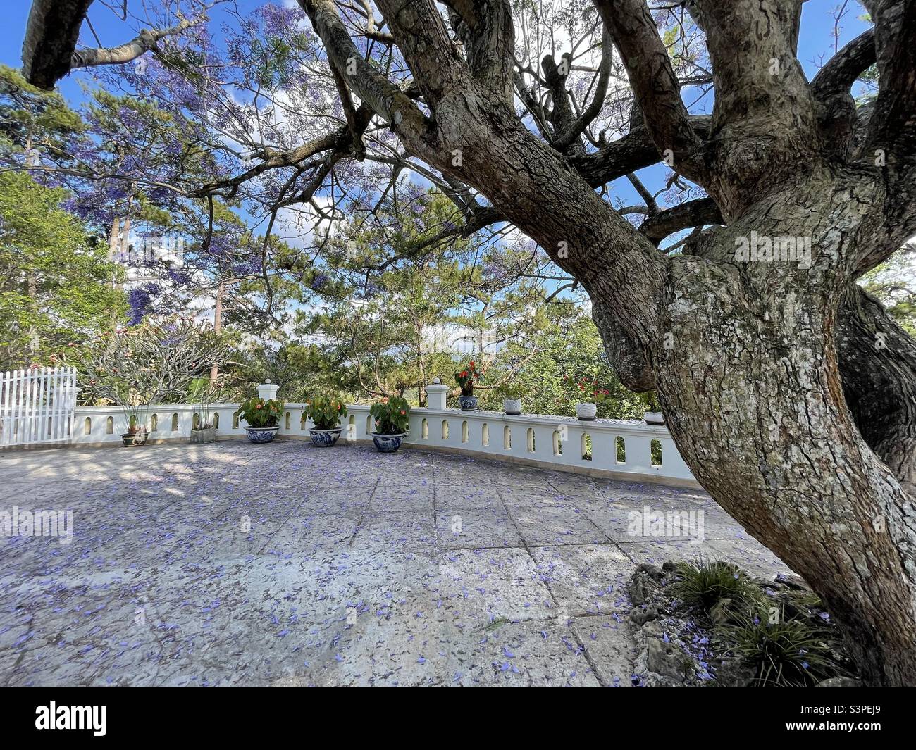 Da Lat purple phoenix flower season - Smartphone Captured Stock Image