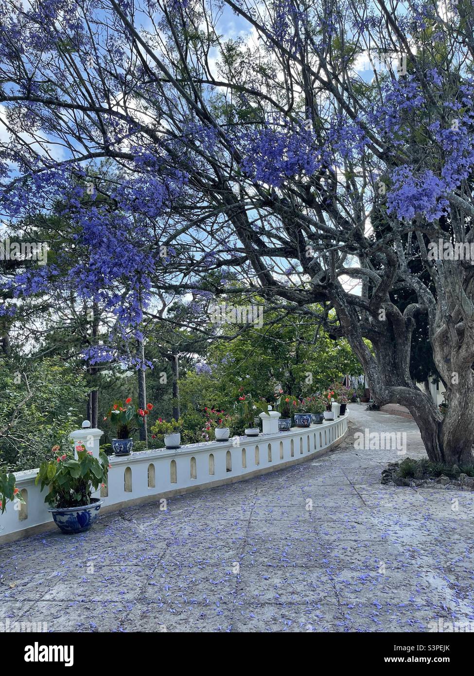 Da Lat purple phoenix flower season - Smartphone Captured Stock Image