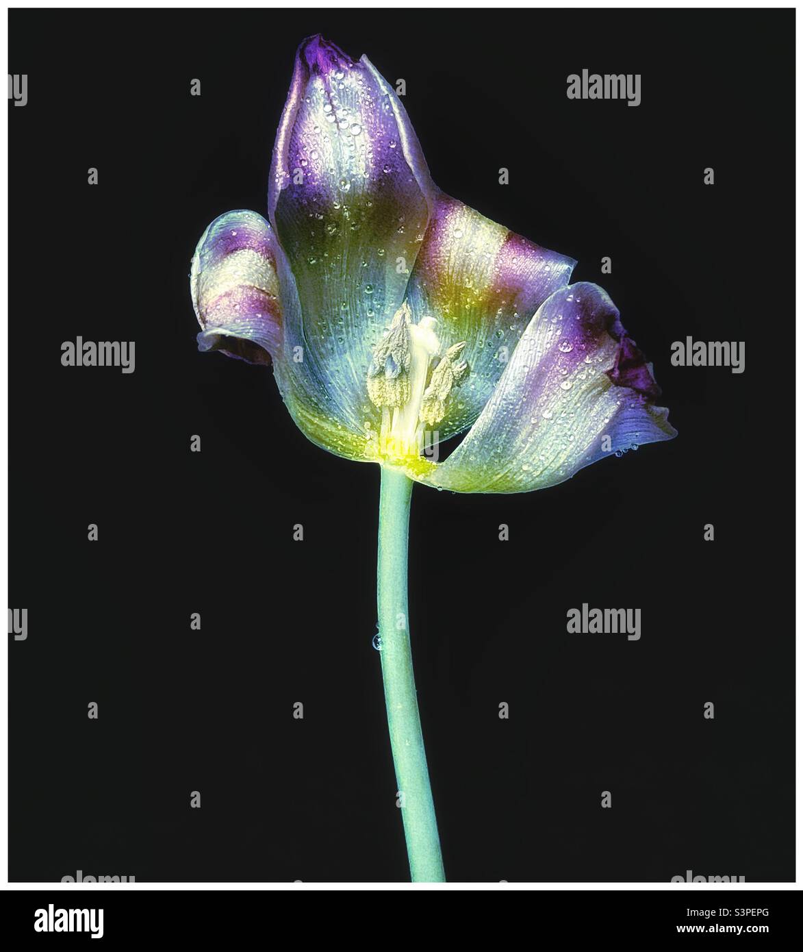 Faded tulip. - Smartphone Captured Stock Image