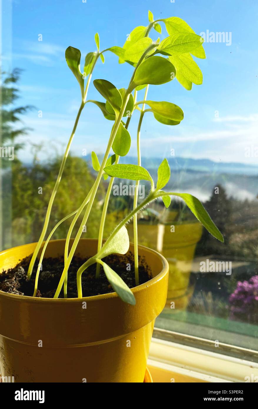 Sunflower seedlings growing in a yellow pot in a window. Stock Photo