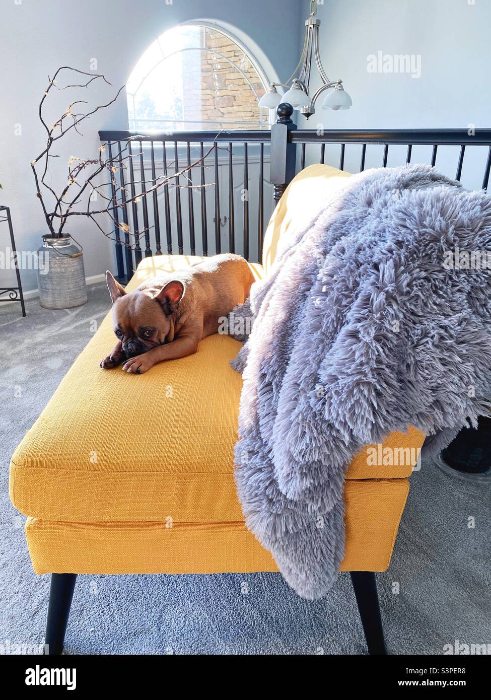 French bulldog on a yellow sofa. Stock Photo