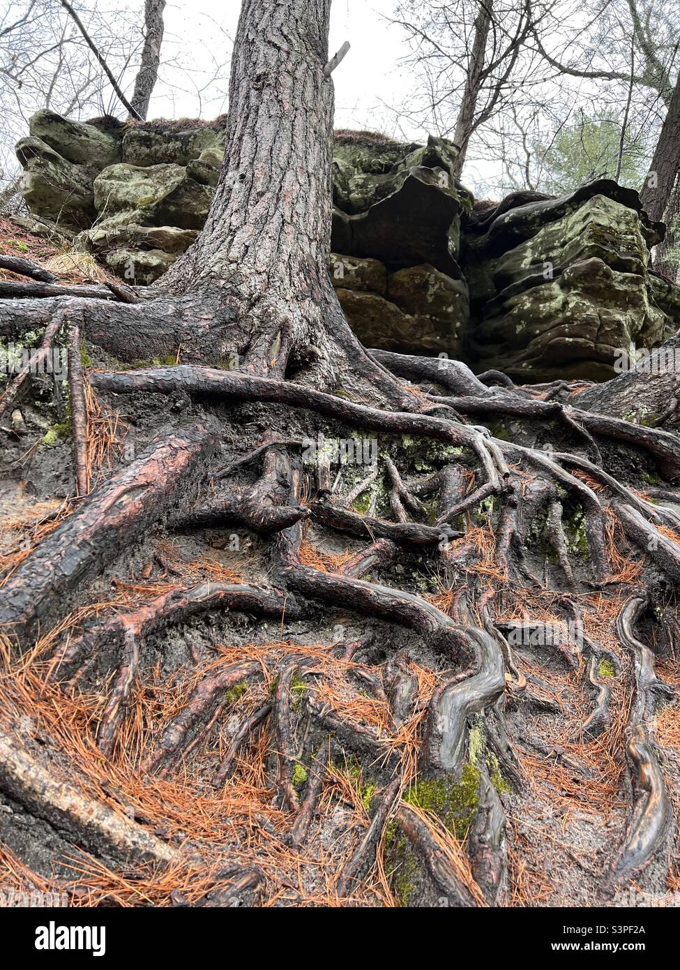 Crazy, tangled roots in Illinois State Park Stock Photo