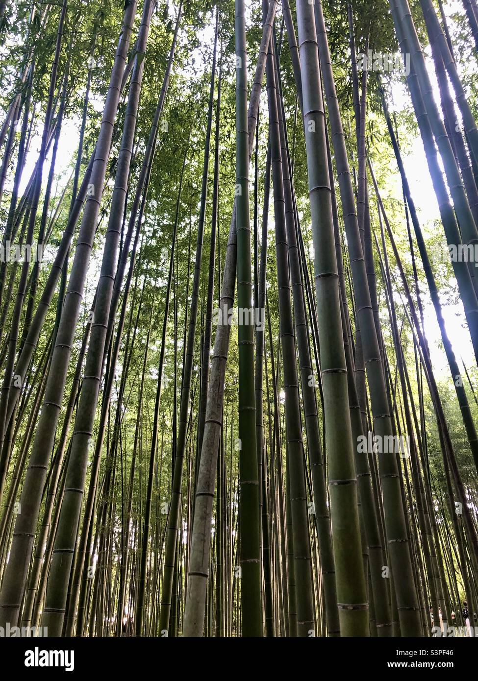 Japanese tall bamboo tree grove Stock Photo Alamy