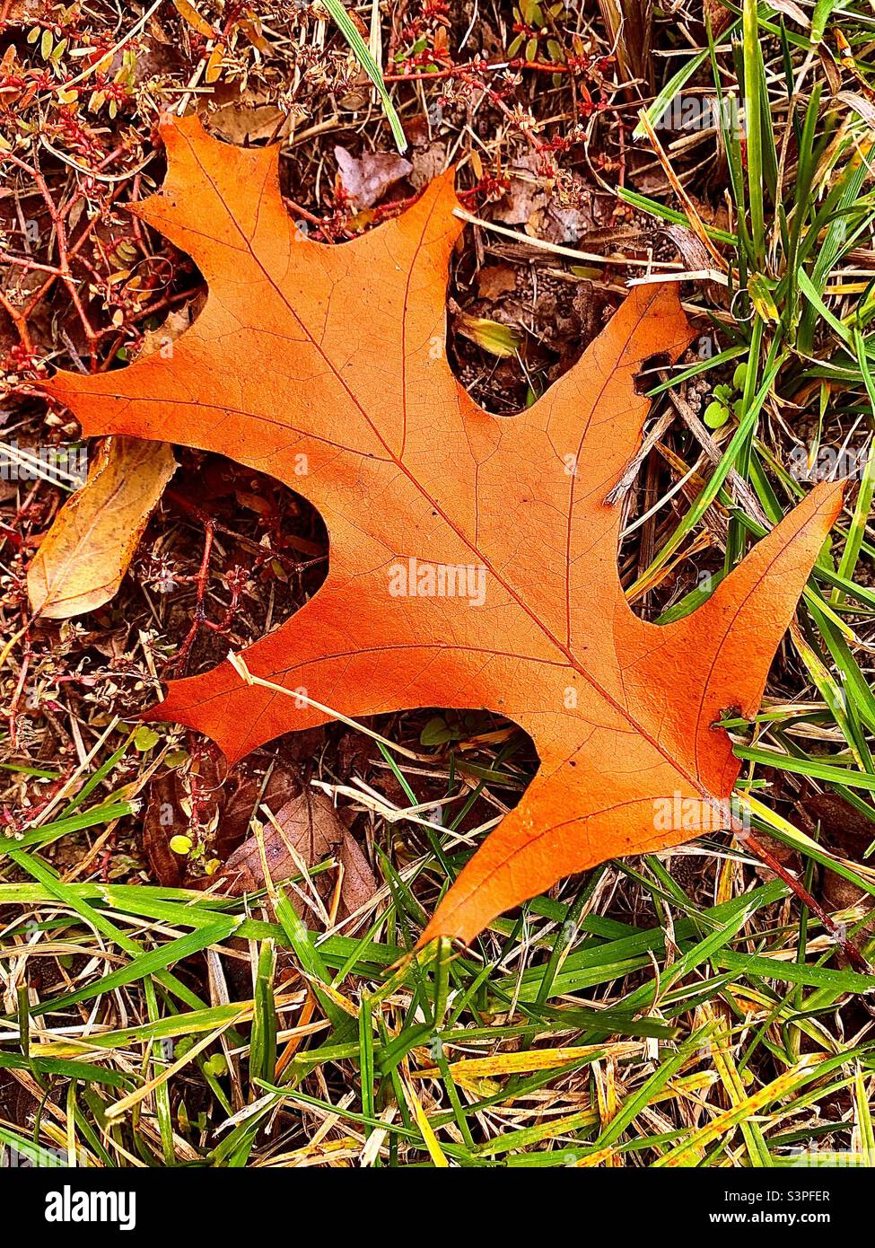 Oak Leaf centered on grassy background - Smartphone Captured Stock Image