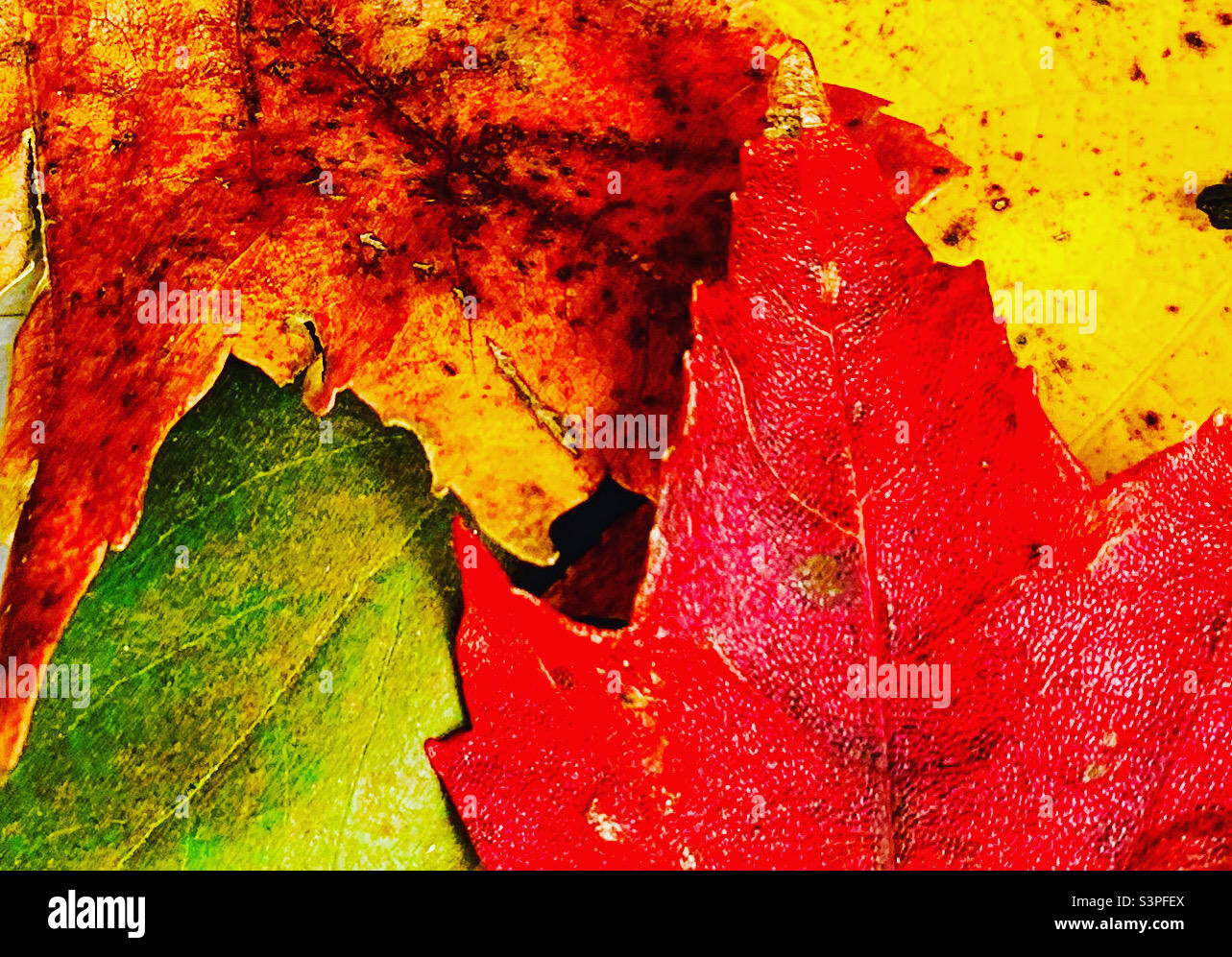 Fall colors - Smartphone Captured Stock Image
