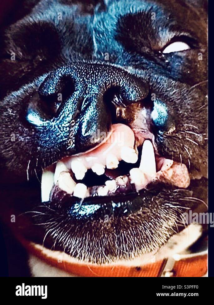 Mad Dog - Smartphone Captured Stock Image