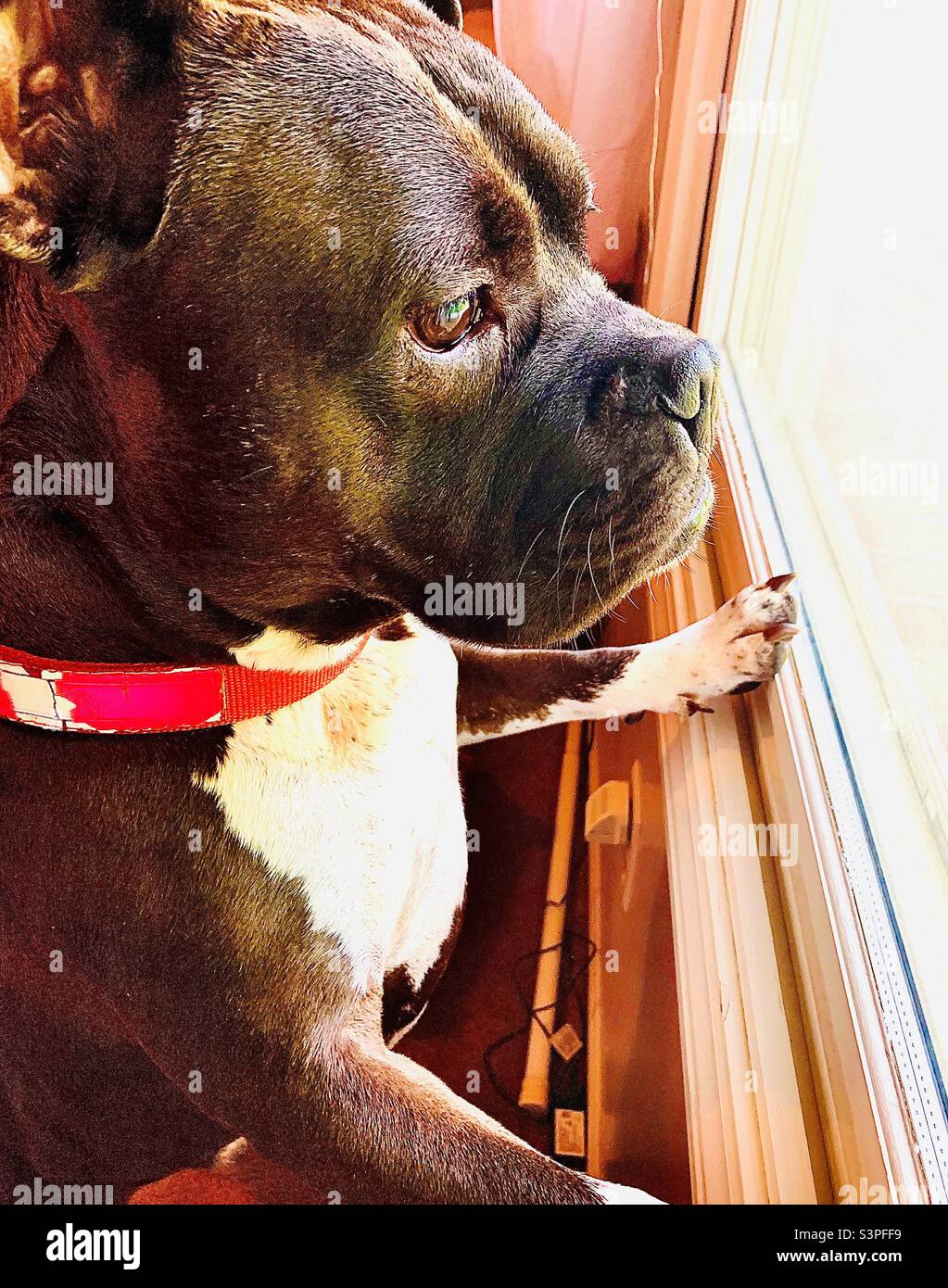 Dog looking out window Stock Photo Alamy