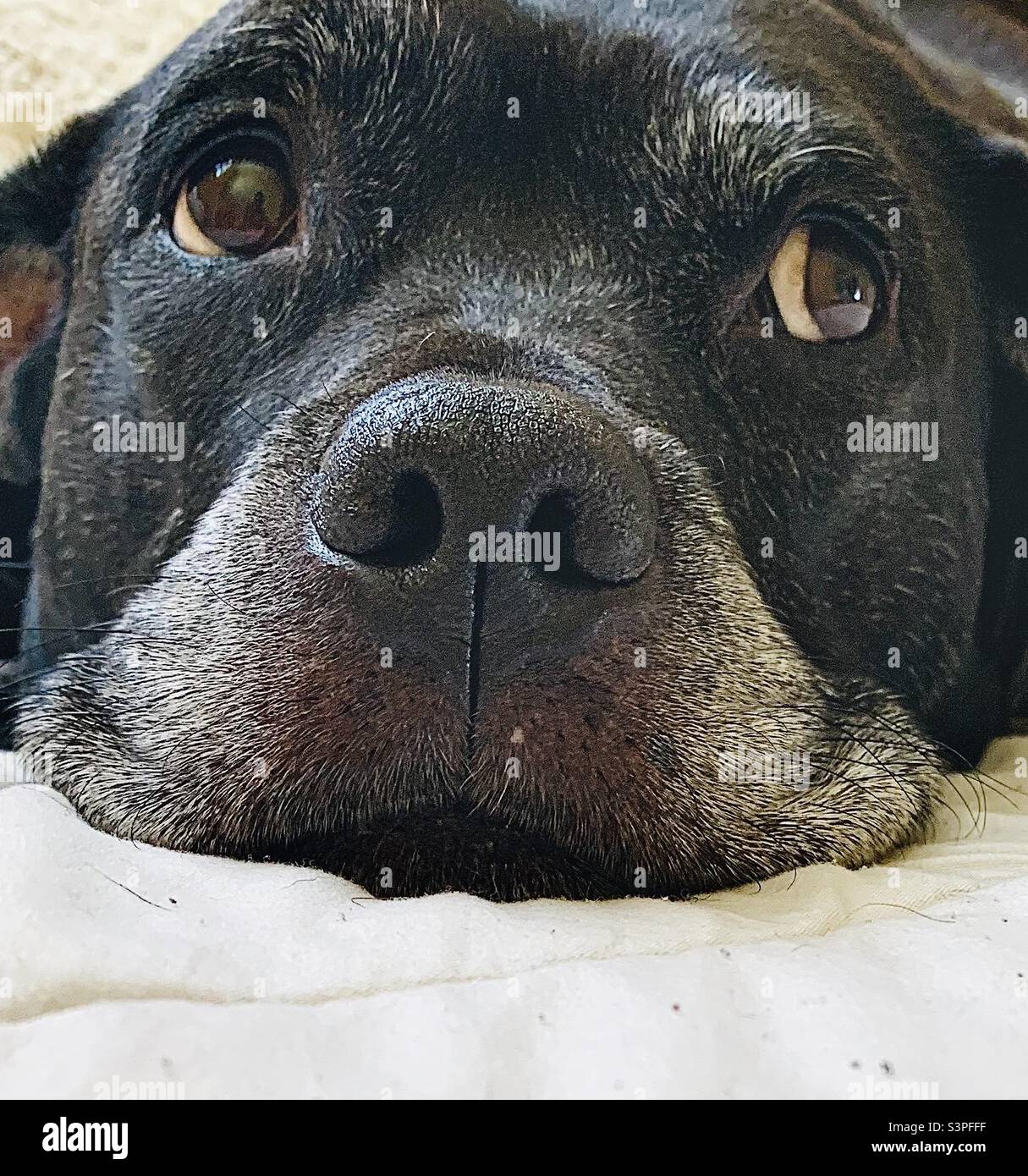 Thoughtful, Black Dog - Smartphone Captured Stock Image