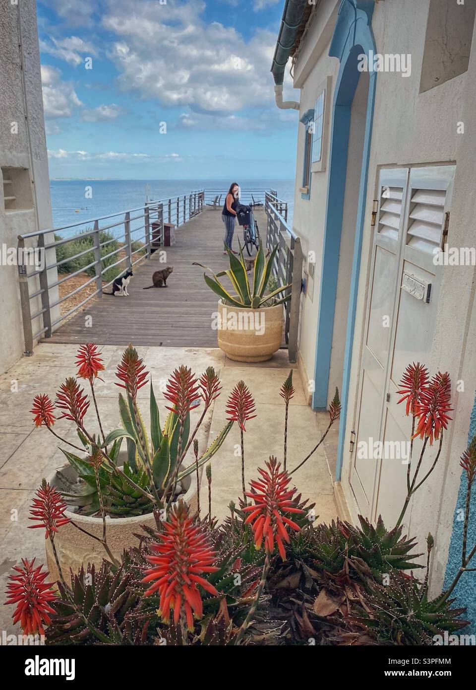 Cat Sanctuary with sea view in Albufeira, Algarve, Portugal. - Smartphone Captured Stock Image