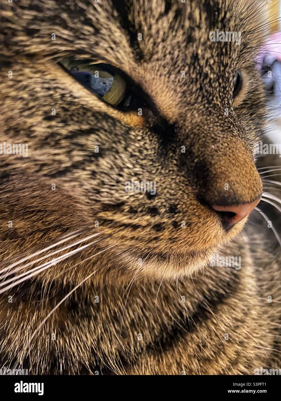 Close up of Tabby cat’s face and whiskers Stock Photo
