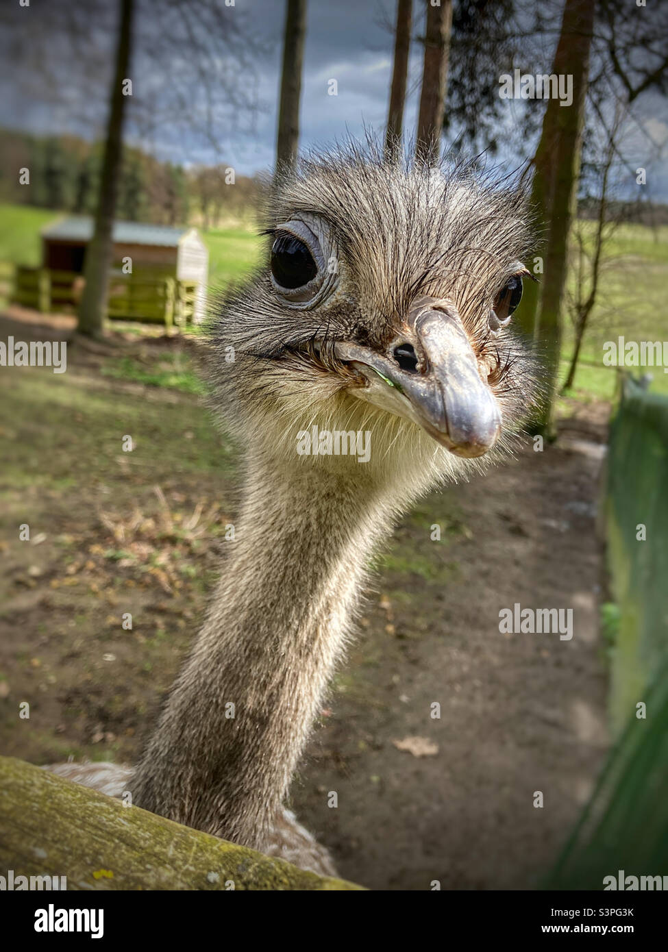 Young Ostrich Stock Photo