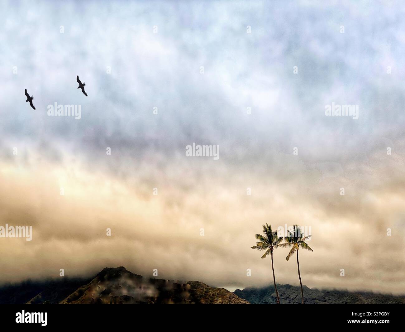 Two palm trees and two flying birds against a cloudy sky Stock Photo