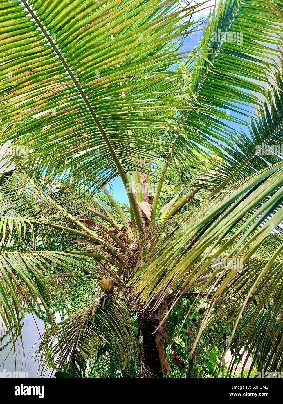 Antiguan Palms Stock Photo