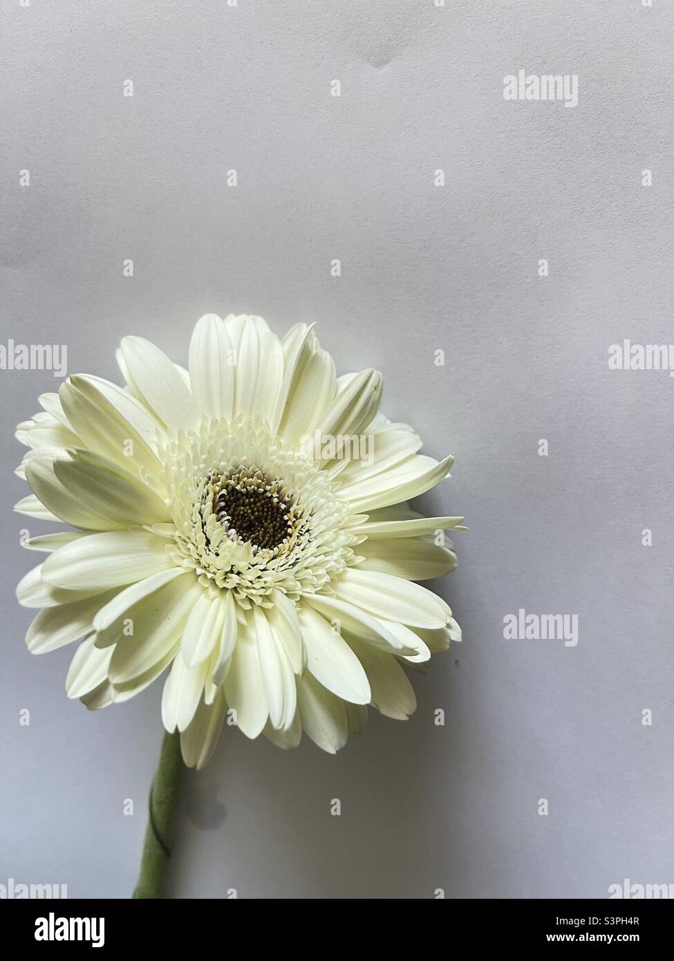Gerbera a white flower Stock Photo