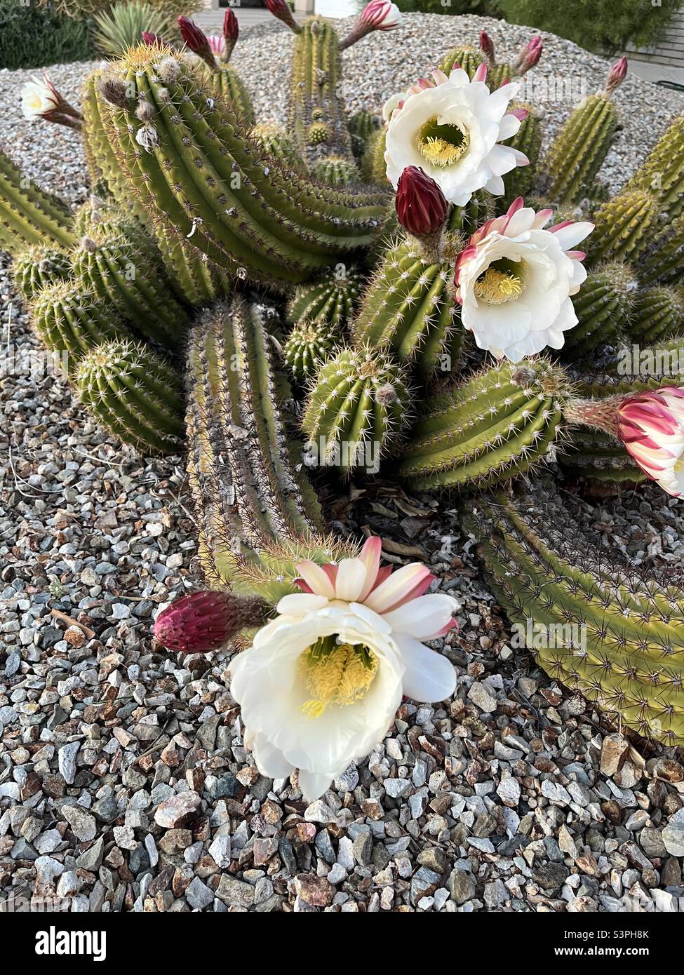 Blooming cactus, Stock Photo