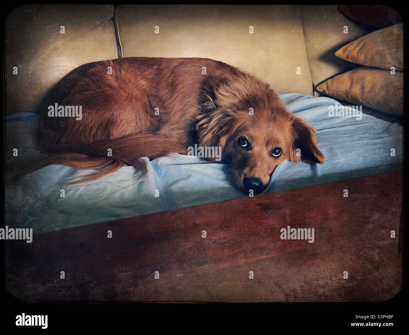 Adorable mini Golden Doodle resting on couch looking pensive - Smartphone Captured Stock Image