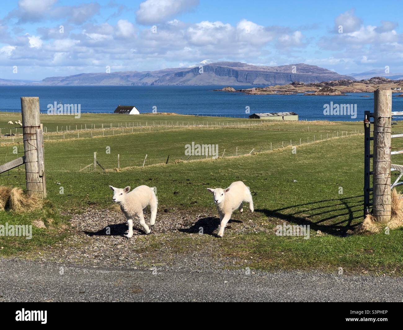 Iona, Scotland, UK. 9th Apr 2022. U.K. Weather: Spring Lambs crossing the road on The island of Iona. Credit: Craig Brown - Smartphone Captured Stock Image
