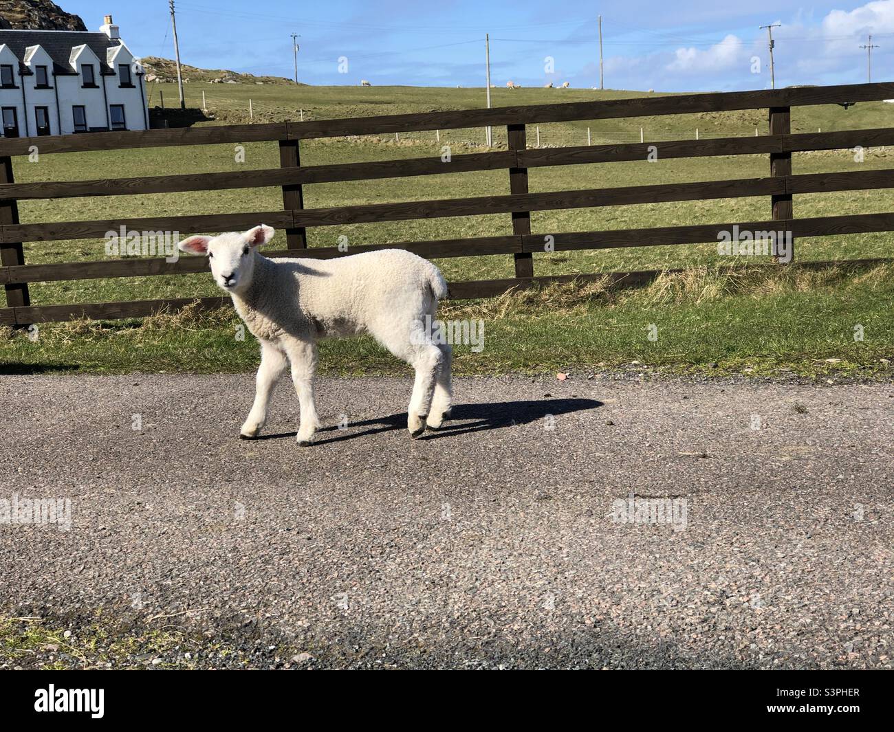 Iona, Scotland, UK. 9th Apr 2022. U.K. Weather: Spring Lambs crossing the road on The island of Iona. Credit: Craig Brown - Smartphone Captured Stock Image