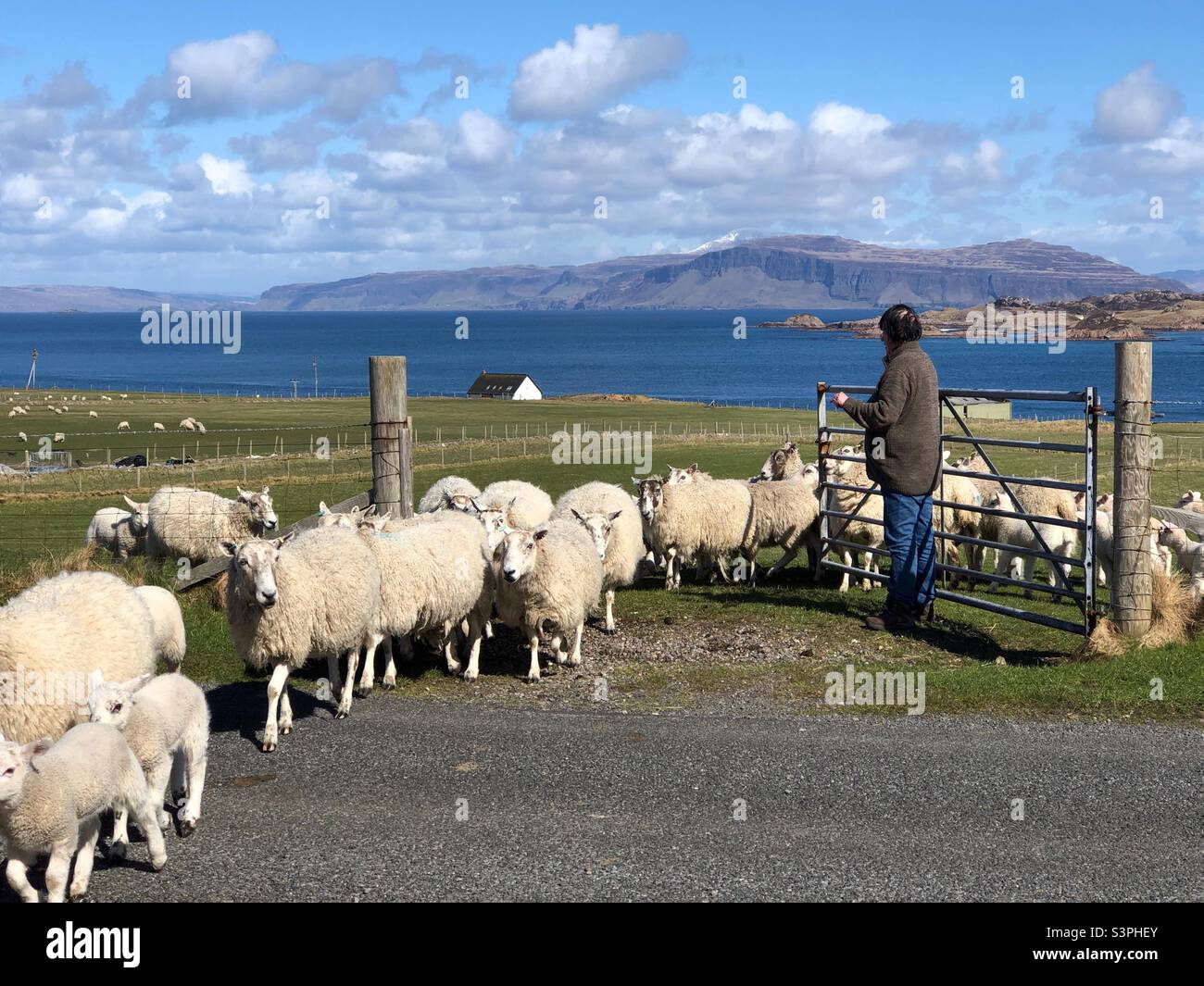 Iona, Scotland, UK. 9th Apr 2022. U.K. Weather: Flock of sheep with Spring Lambs crossing the road on The island of Iona. Credit: Craig Brown - Smartphone Captured Stock Image