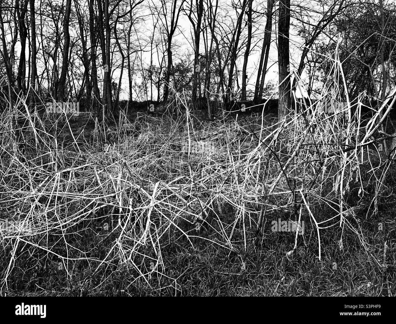 bush texture bush abstract composition - Smartphone Captured Stock Image