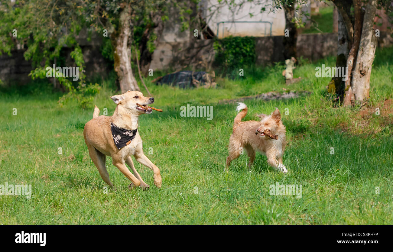 2 dogs running with sticks in a grassy area Stock Photo