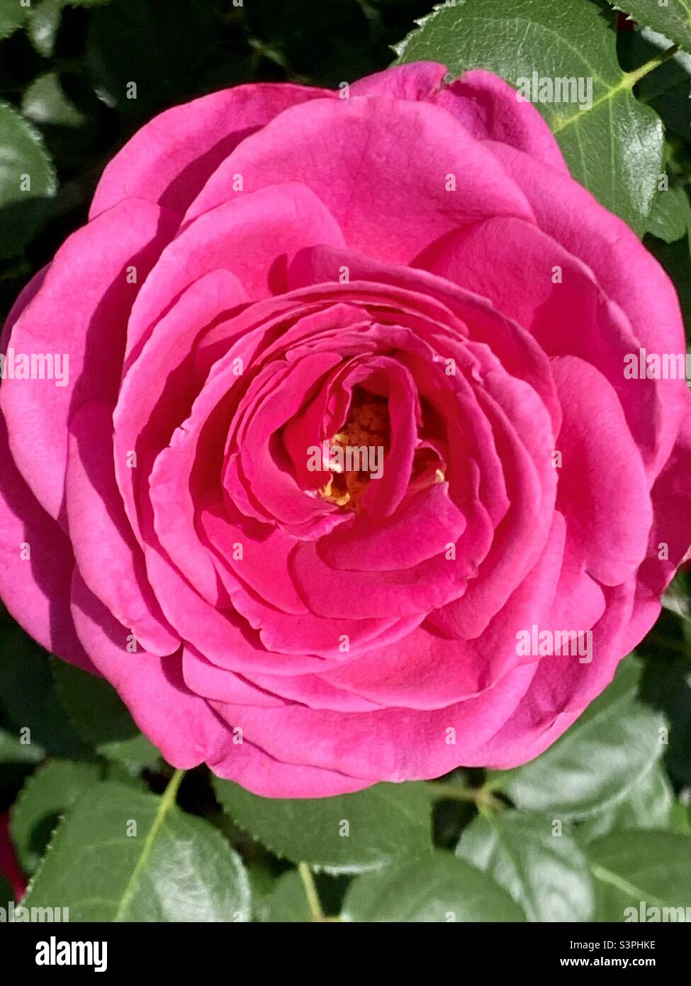 A bright pink China rose blooming in spring time in Bakersfield 
