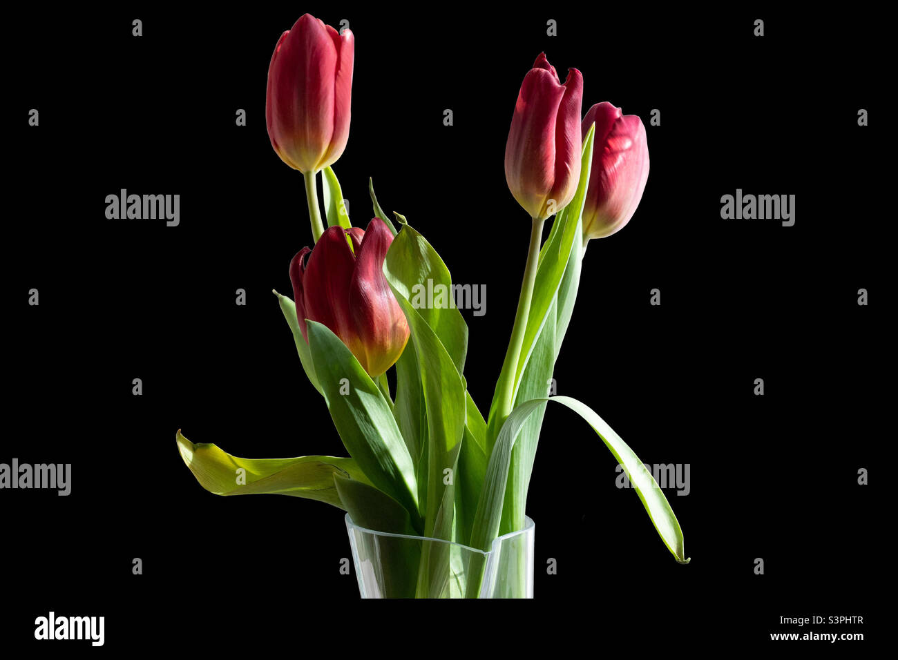 Bouquet of red tulips in a vase on a black isolated background - Smartphone Captured Stock Image
