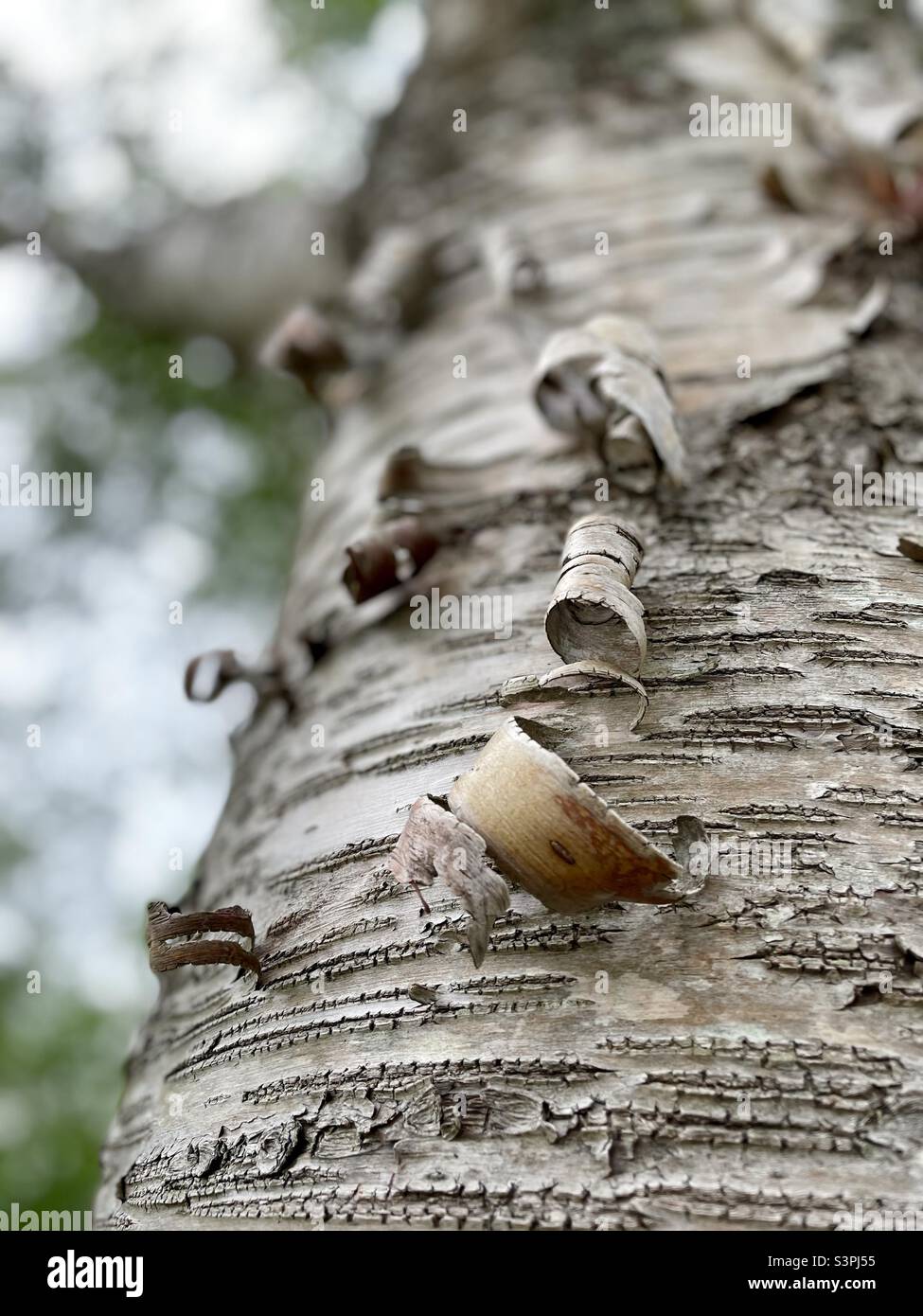 Close view of curling bark of a yellow birch tree. - Smartphone Captured Stock Image