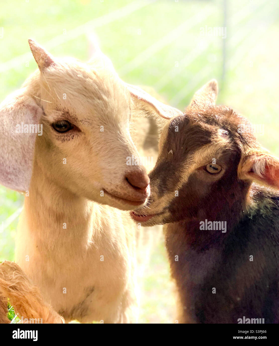 A pair of young goats Stock Photo