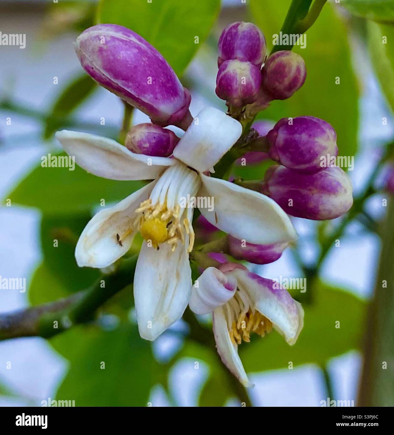 Lime white flowers hi-res stock photography and images - Alamy