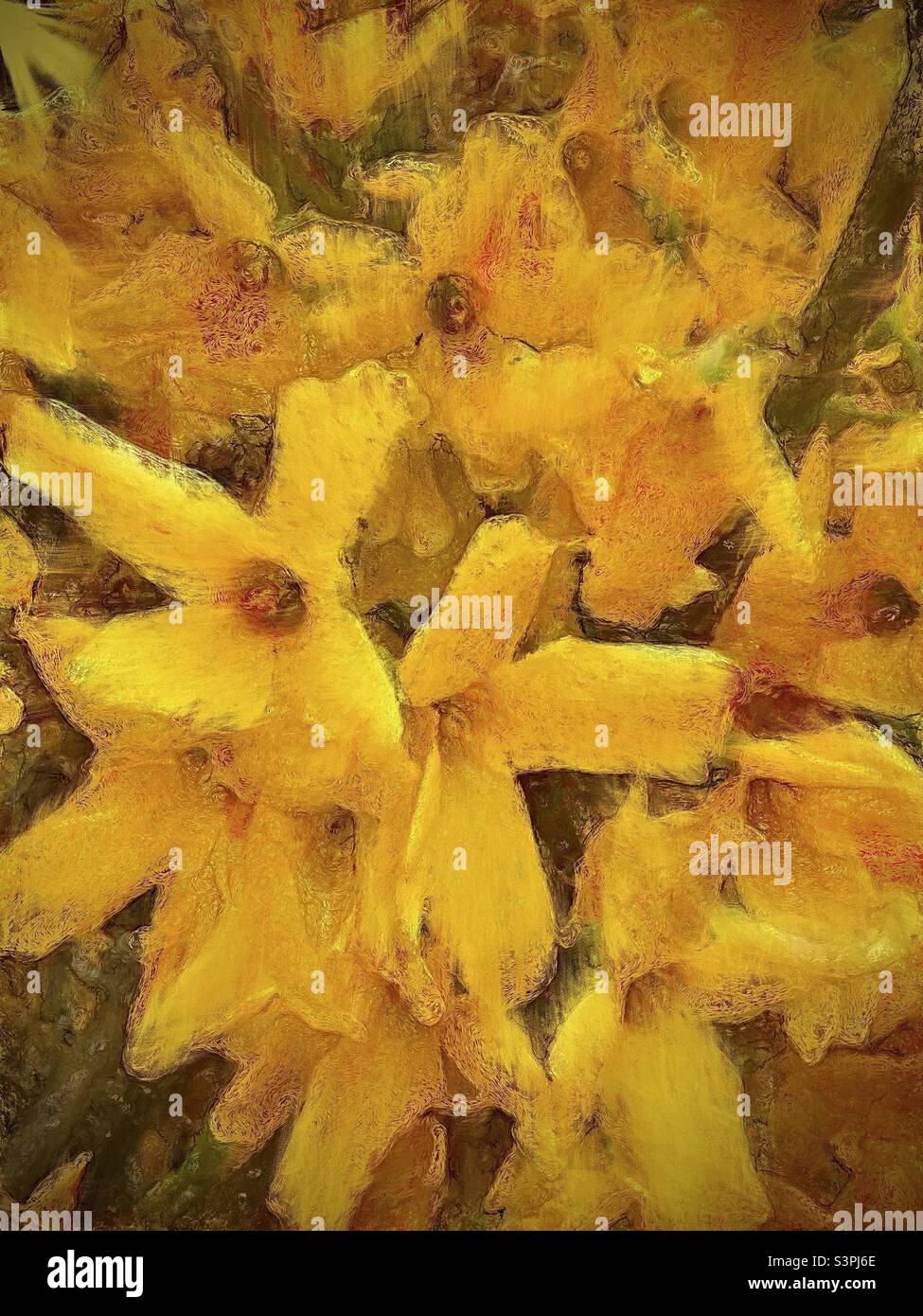 Forsythia blooming during a Utah, USA spring. Original iPhone image has been enhanced and  made painterly using the IOS app Oilist. - Smartphone Captured Stock Image