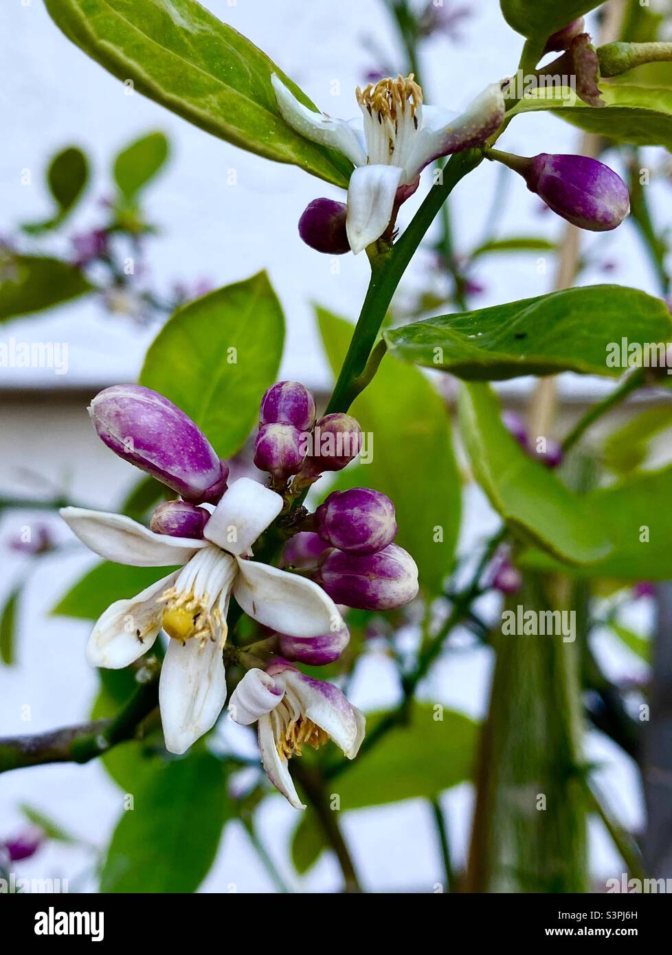 Lime white flowers hires stock photography and images Alamy